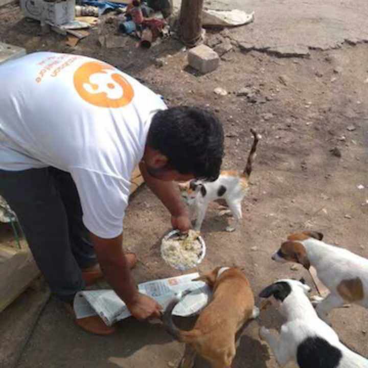 Bezubaan volunteer hand-feeding stray puppies